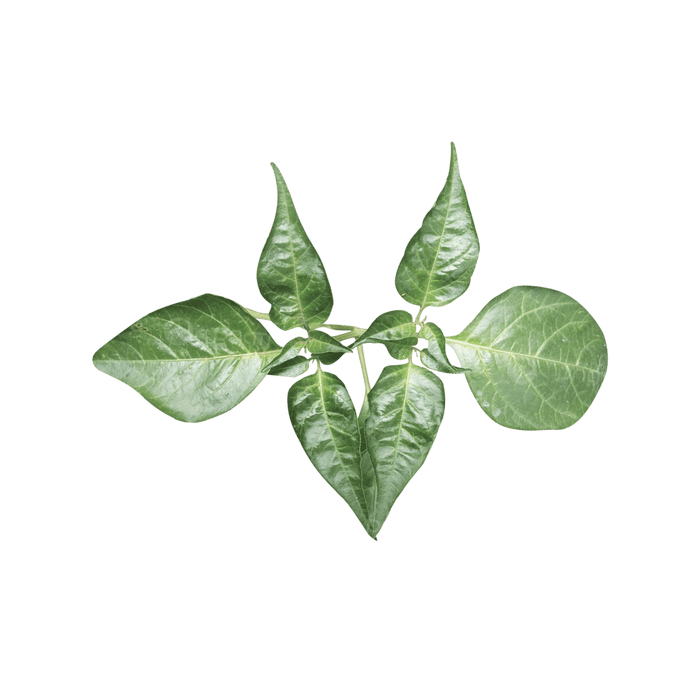 Green plant with several leaves on black background.