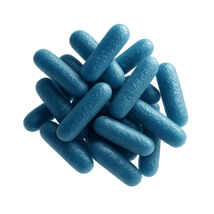 Lacticaseibacillus paracasei LPc-G110-2 bacteria, close-up